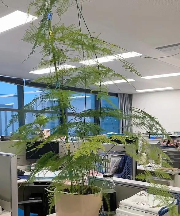 男子被裁员，清理工位上的花，大大小小一拖车：工位当家的代价