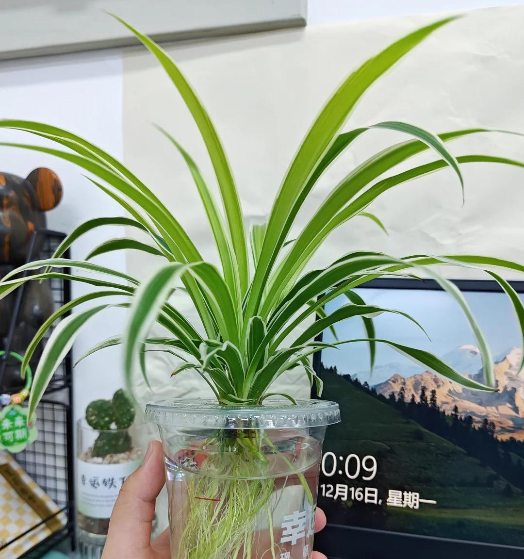 男子被裁员，清理工位上的花，大大小小一拖车：工位当家的代价