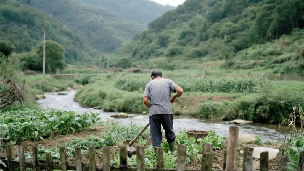 种菜施肥，雨前施还是雨后施？抓住这几个关键，省肥效果好