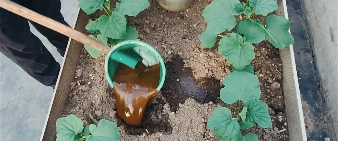 种菜施肥，雨前施还是雨后施？抓住这几个关键，省肥效果好