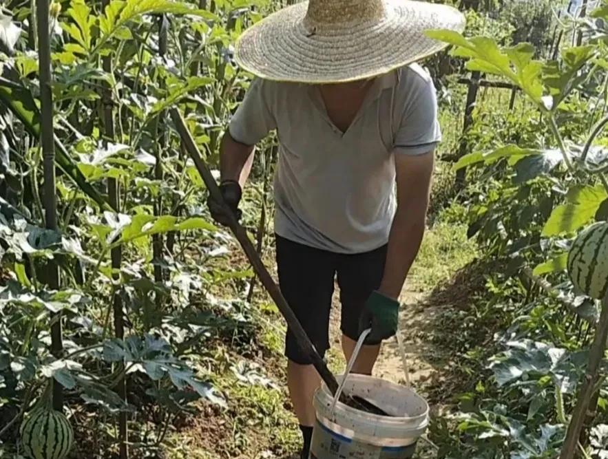 种菜施肥，雨前施还是雨后施？抓住这几个关键，省肥效果好