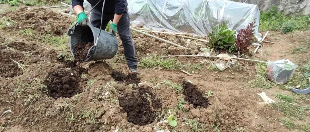种菜施肥，雨前施还是雨后施？抓住这几个关键，省肥效果好