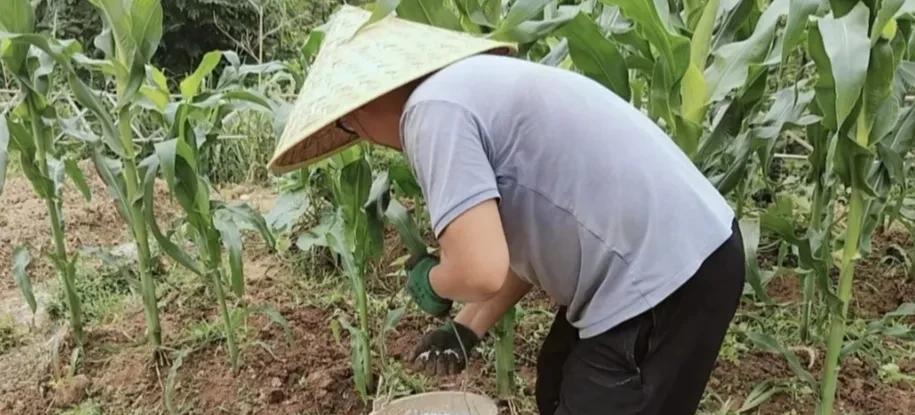 种菜施肥，雨前施还是雨后施？抓住这几个关键，省肥效果好