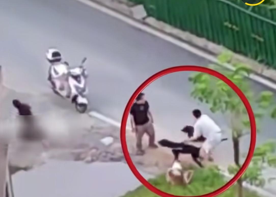 男子养多条狗不拴绳，其中一只恶犬发疯撕咬女子！狗主人控制不住