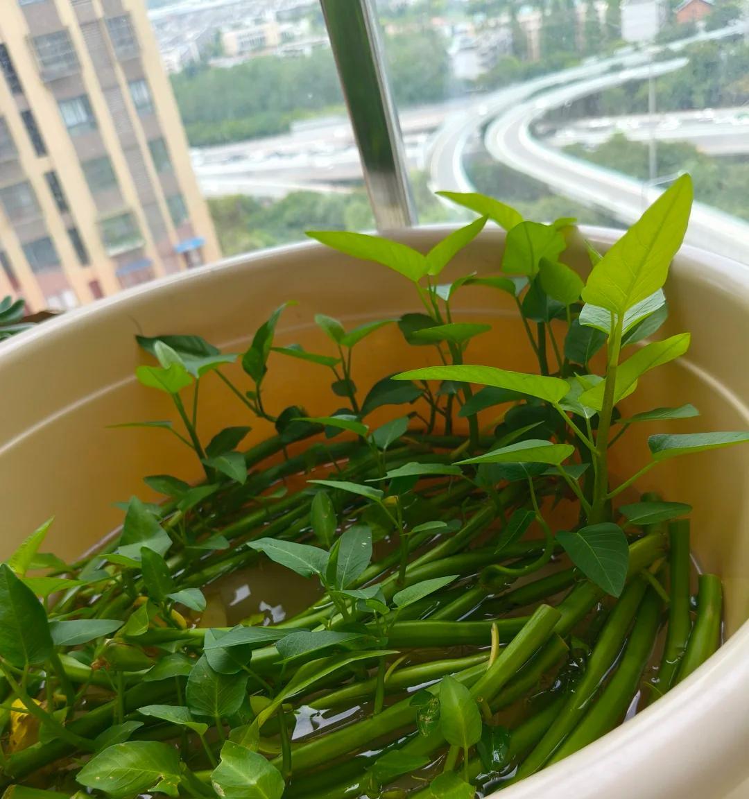 女子“水培空心菜”，几根枝条加点水，长满一大盆，网友：种草了