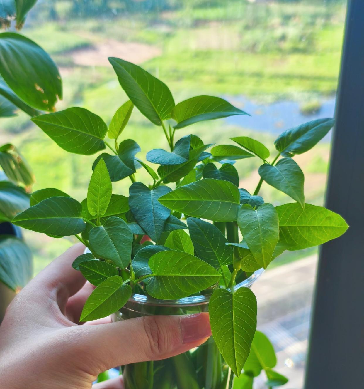 女子“水培空心菜”，几根枝条加点水，长满一大盆，网友：种草了
