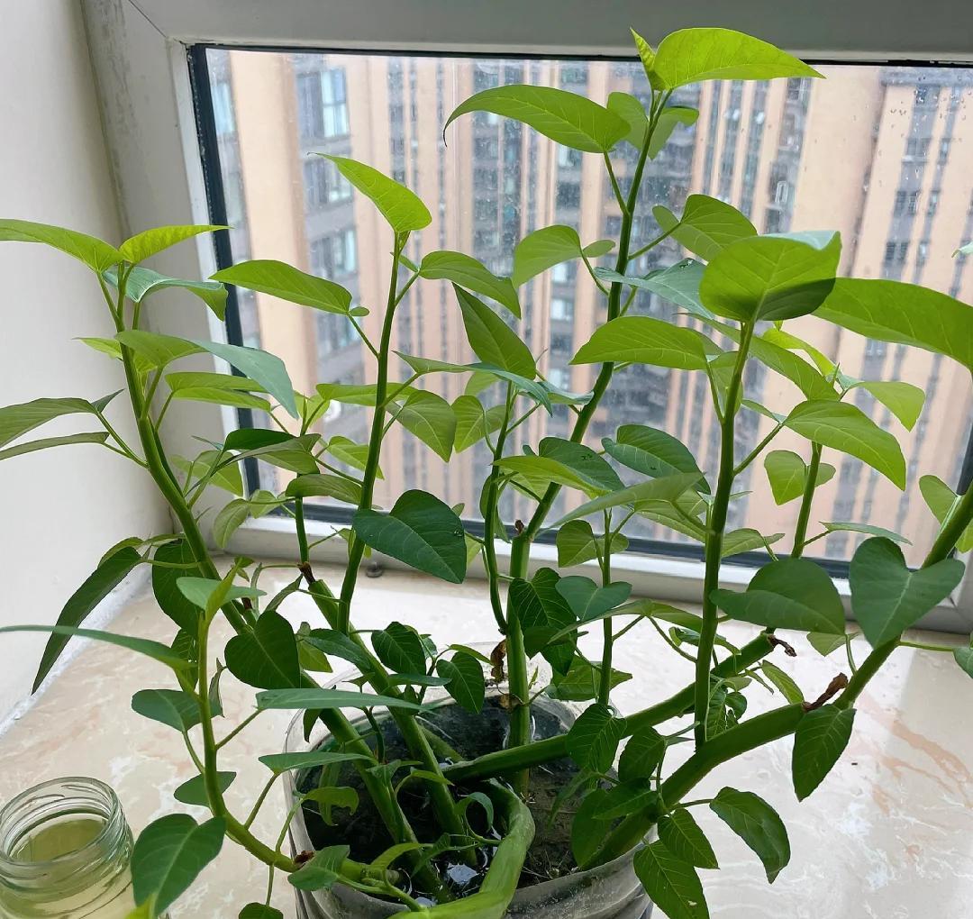 女子“水培空心菜”，几根枝条加点水，长满一大盆，网友：种草了
