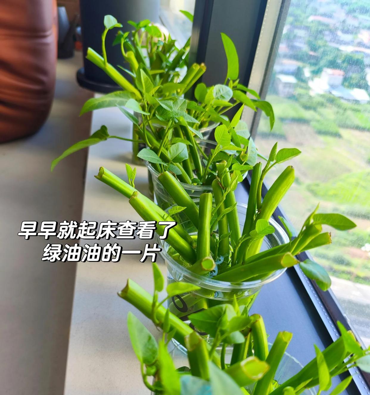 女子“水培空心菜”，几根枝条加点水，长满一大盆，网友：种草了