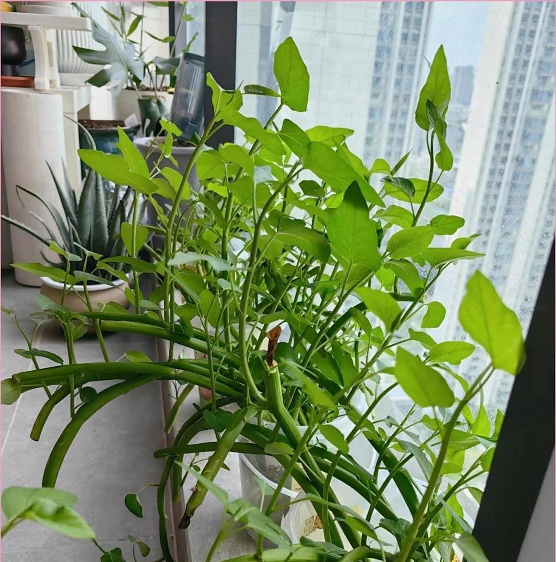 女子“水培空心菜”，几根枝条加点水，长满一大盆，网友：种草了