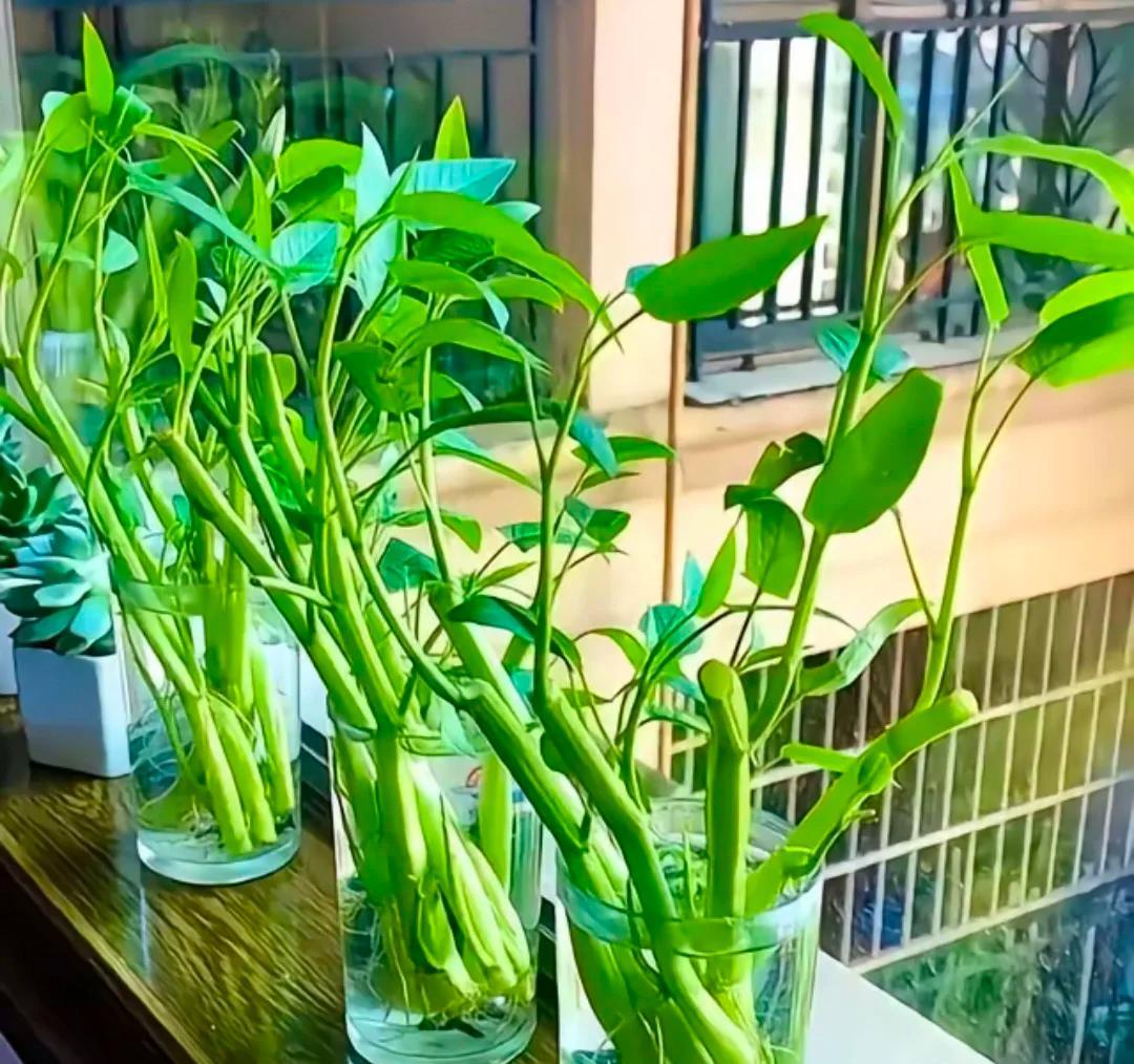 女子“水培空心菜”，几根枝条加点水，长满一大盆，网友：种草了