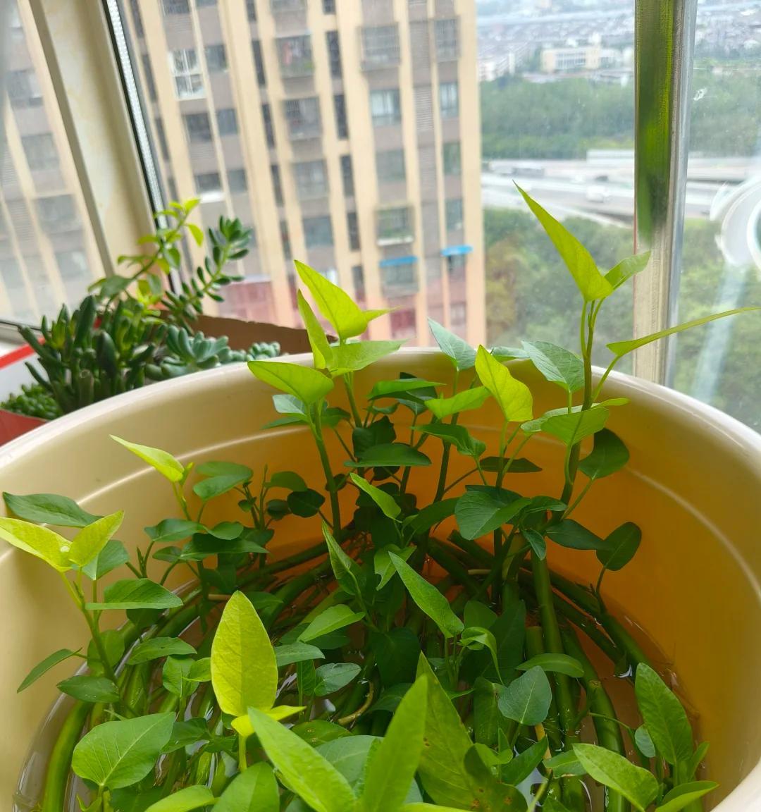 女子“水培空心菜”，几根枝条加点水，长满一大盆，网友：种草了