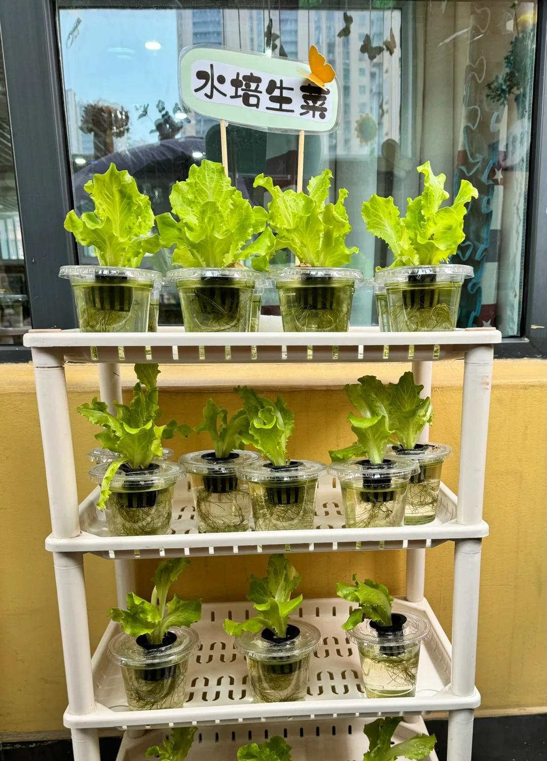 女子“水培空心菜”，几根枝条加点水，长满一大盆，网友：种草了