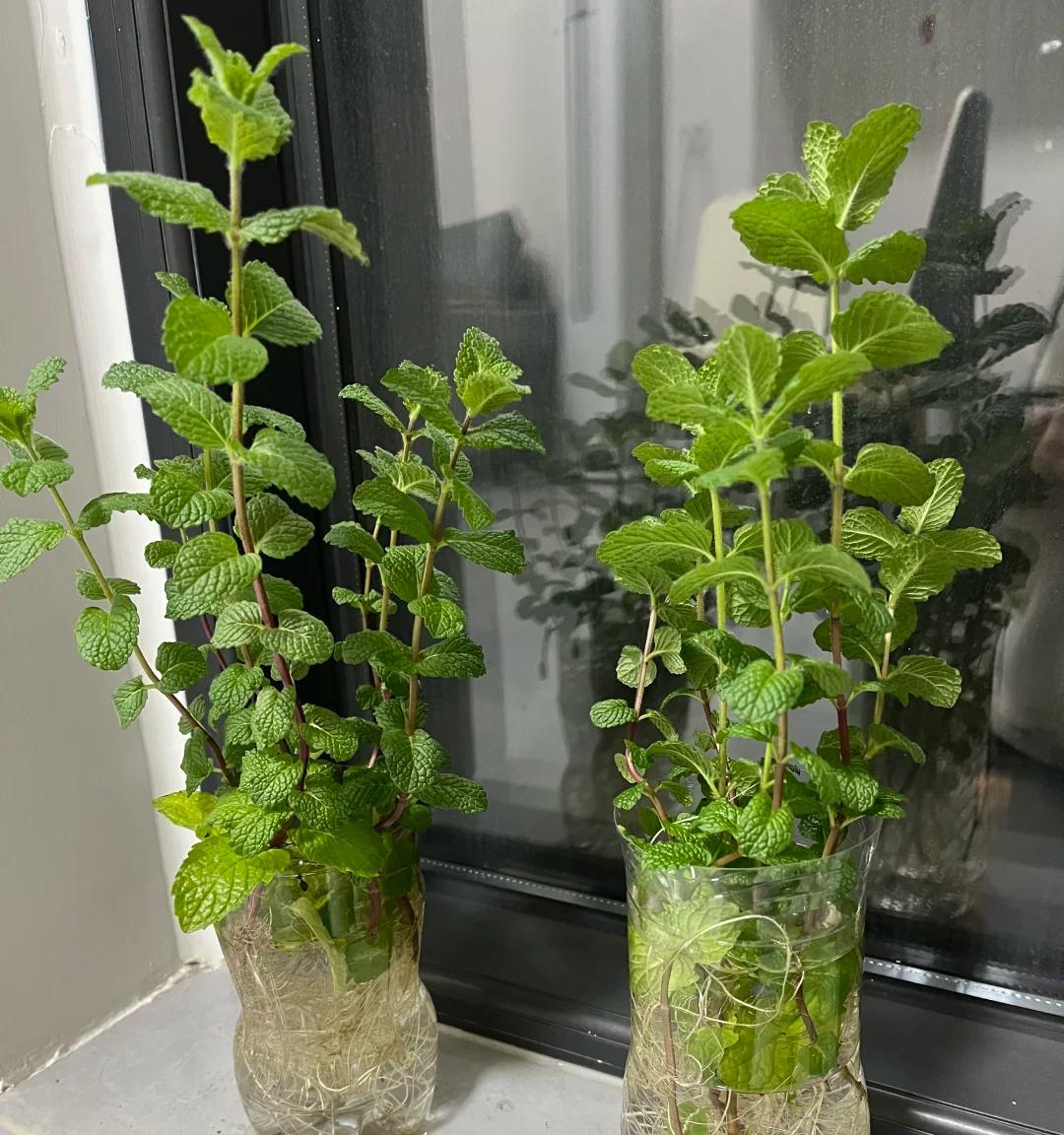 女子“水培空心菜”，几根枝条加点水，长满一大盆，网友：种草了