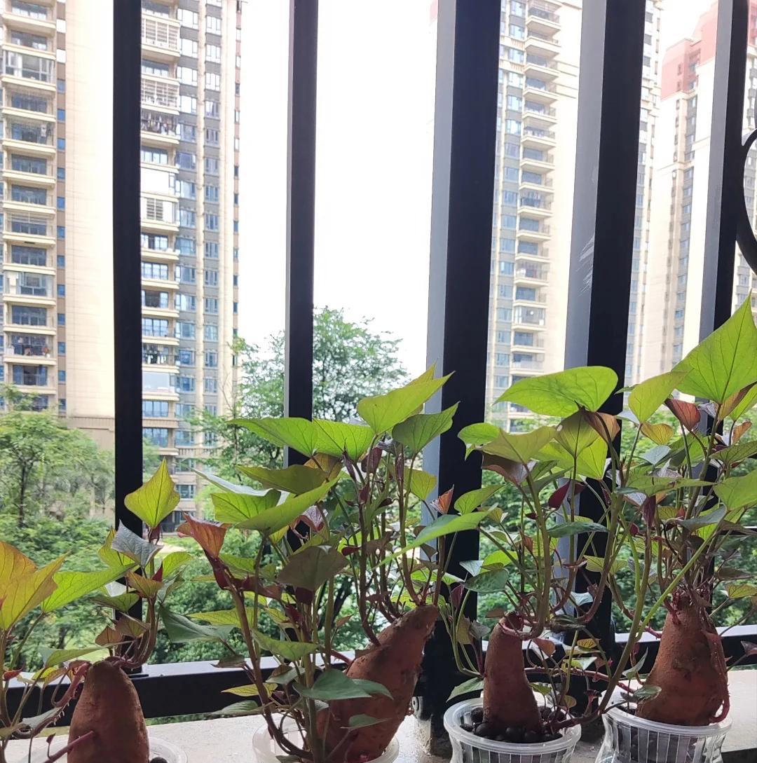 女子“水培空心菜”，几根枝条加点水，长满一大盆，网友：种草了