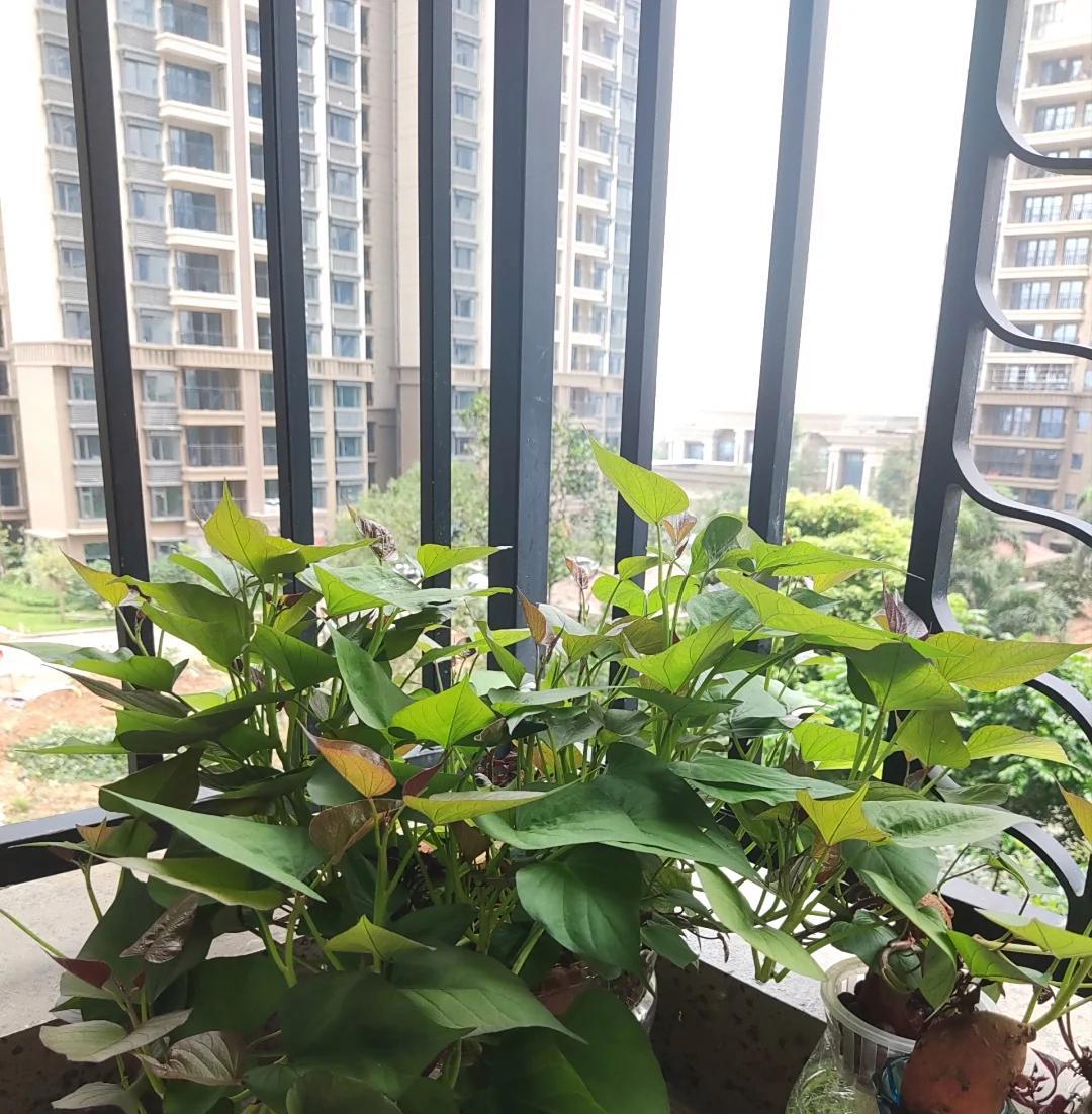 女子“水培空心菜”，几根枝条加点水，长满一大盆，网友：种草了