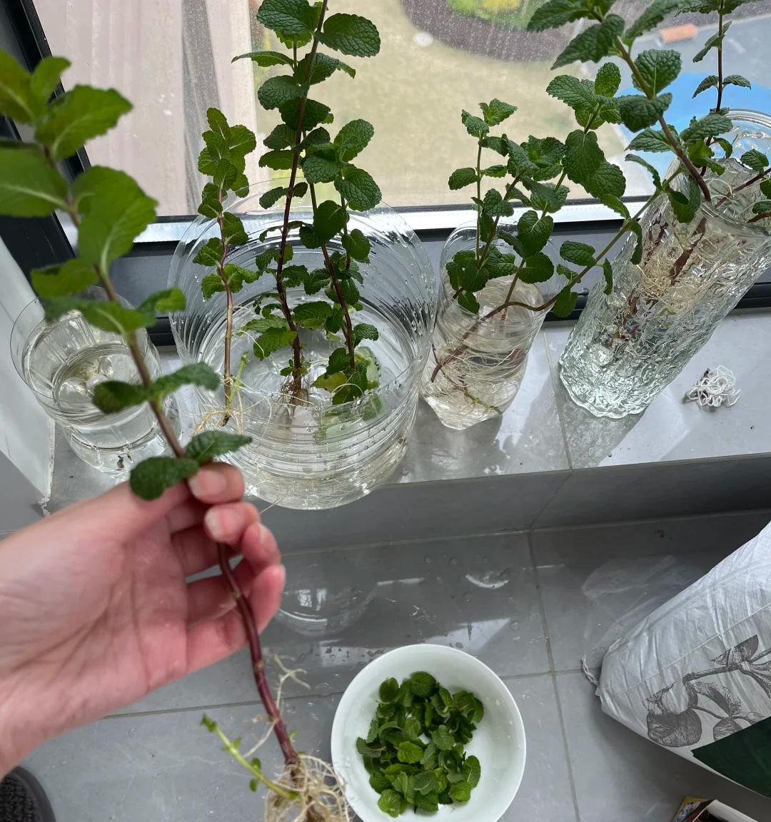 女子“水培空心菜”，几根枝条加点水，长满一大盆，网友：种草了