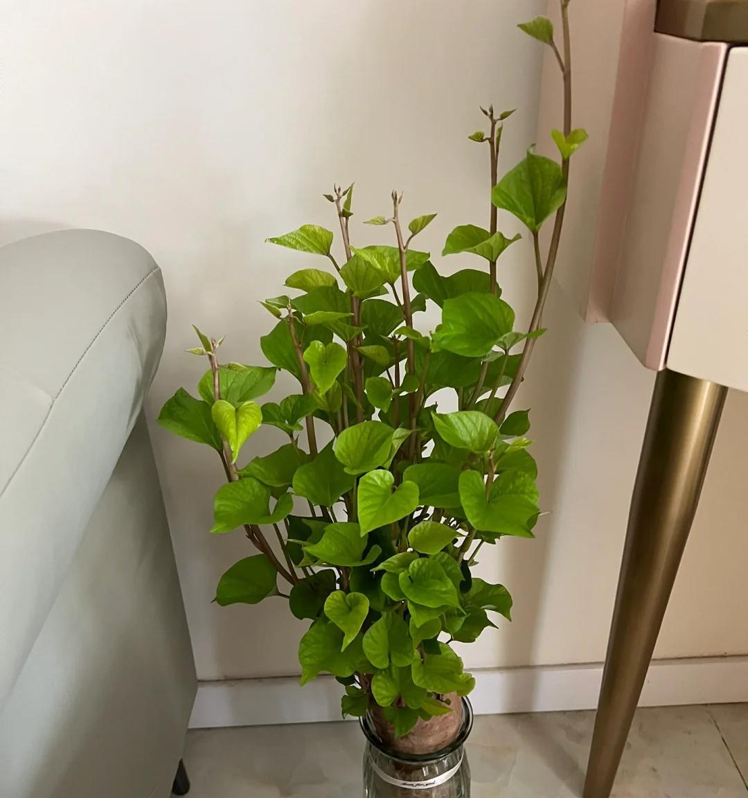 女子“水培空心菜”，几根枝条加点水，长满一大盆，网友：种草了