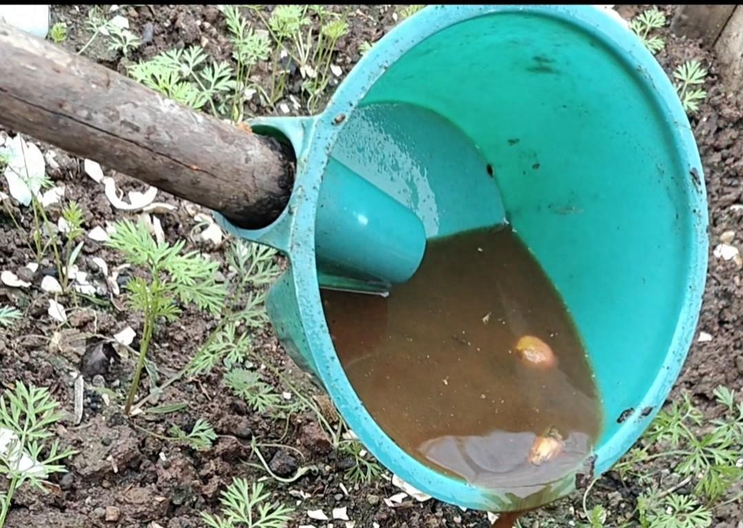 种菜不知道用什么肥？这5种有机肥不发酵直接用，菜长得好地还肥