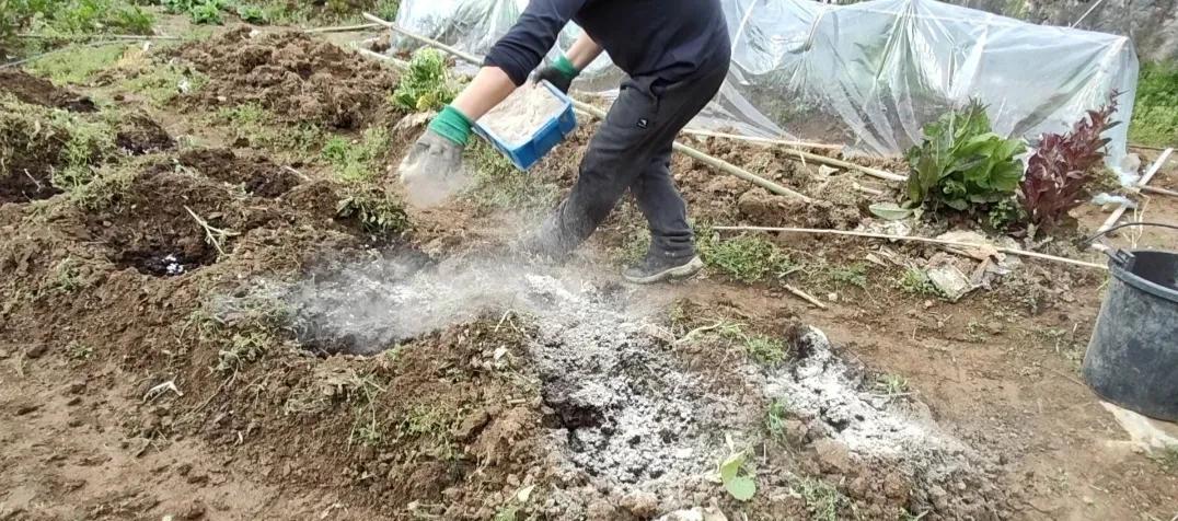 种菜不知道用什么肥？这5种有机肥不发酵直接用，菜长得好地还肥