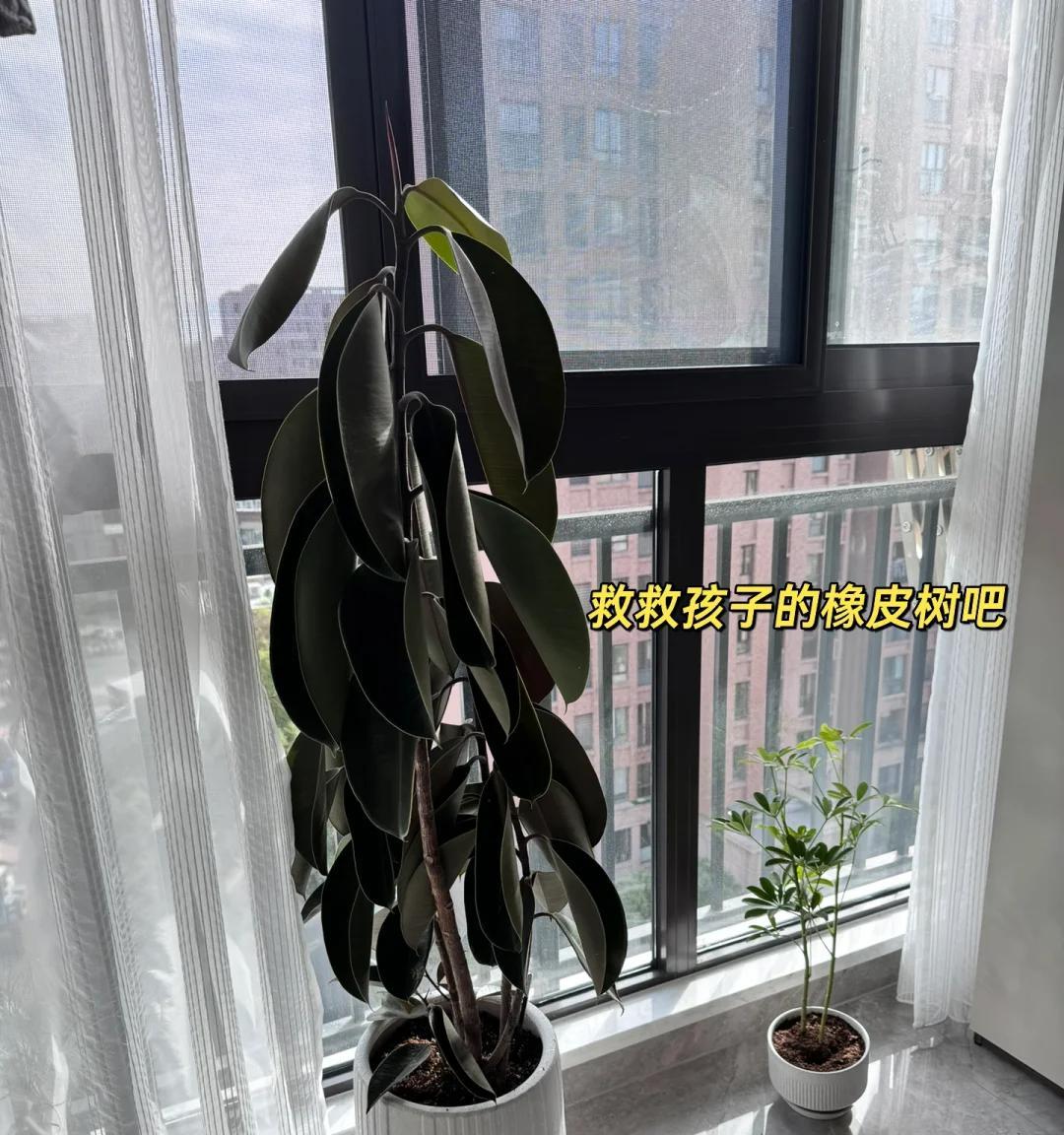 男子晒门口的盆栽，小小的盆，大大的树，网友：天啊，怎么做到的