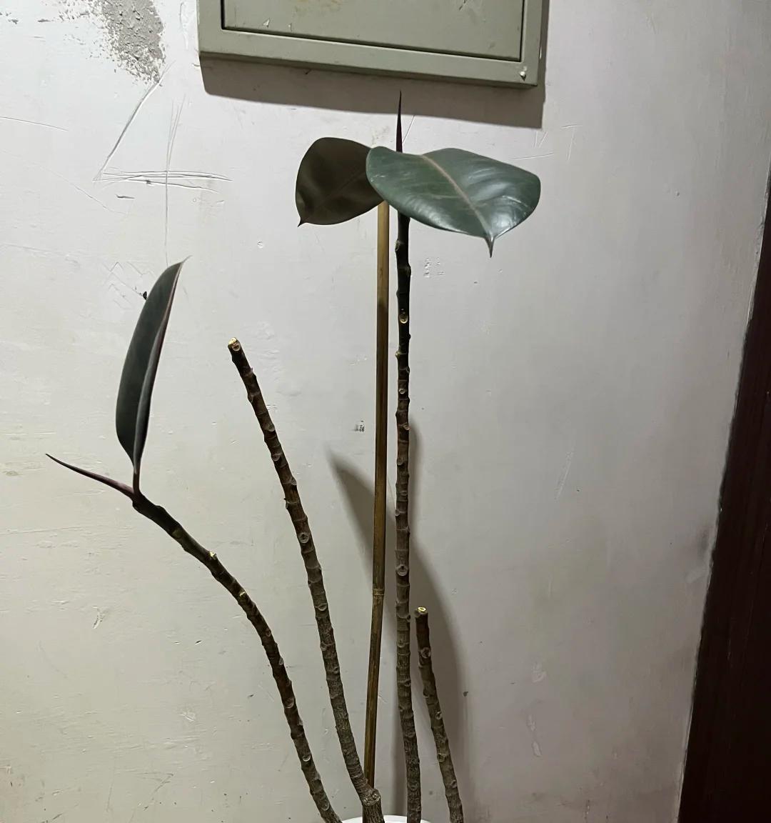 男子晒门口的盆栽，小小的盆，大大的树，网友：天啊，怎么做到的