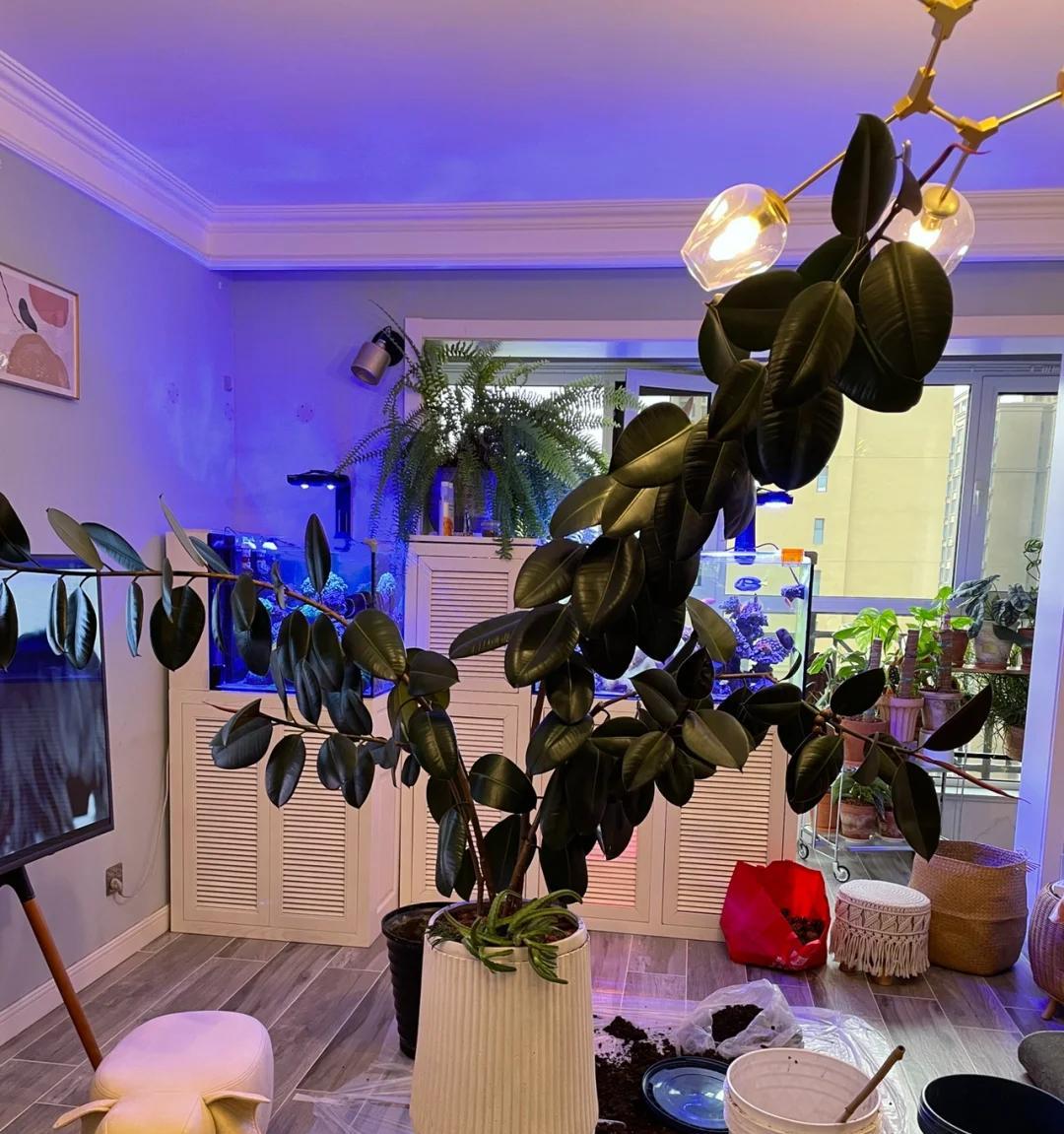 男子晒门口的盆栽，小小的盆，大大的树，网友：天啊，怎么做到的