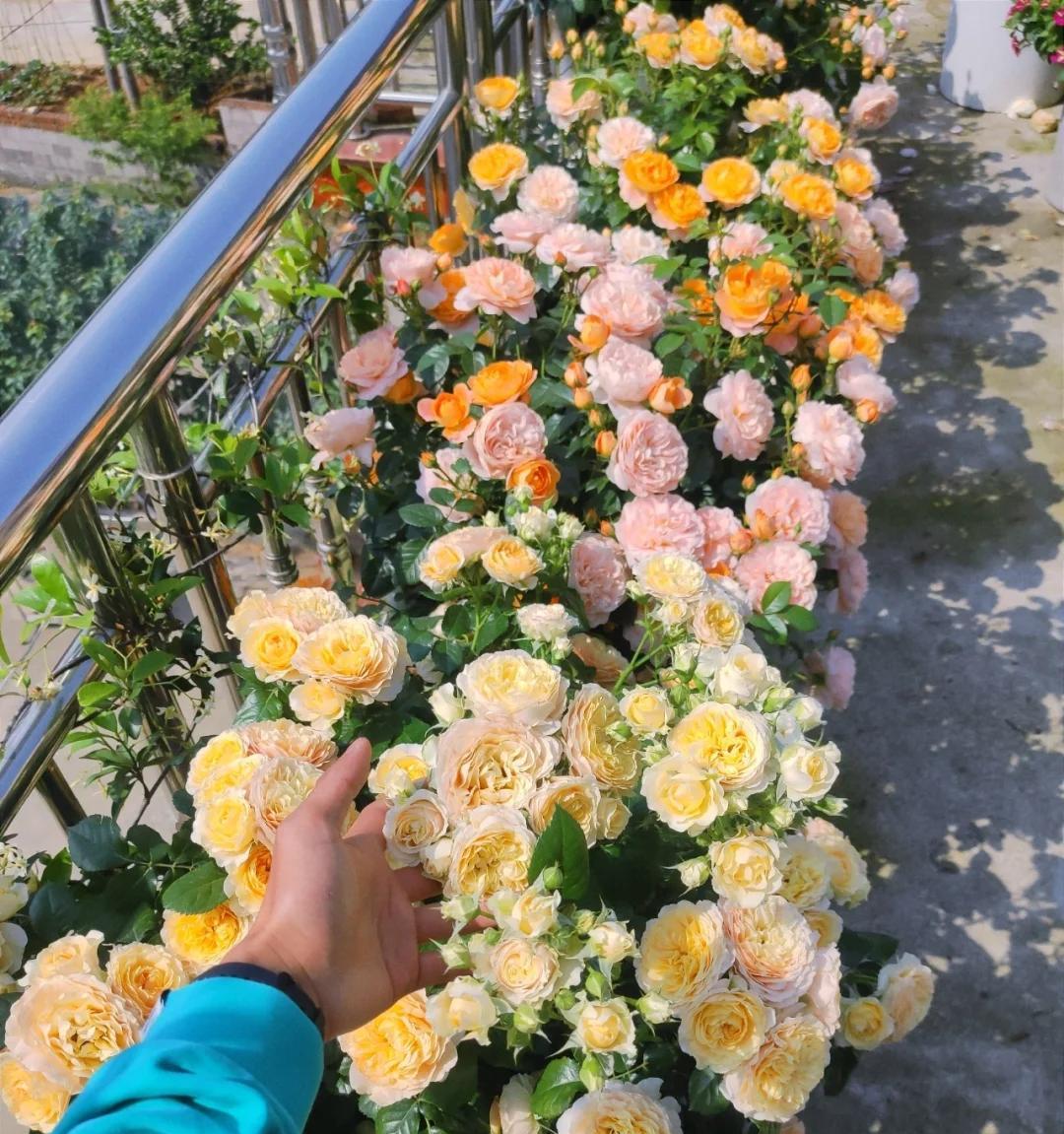男子吐槽媳妇，“种花”病进入晚，咋冶？网友：治啥，加入就对了