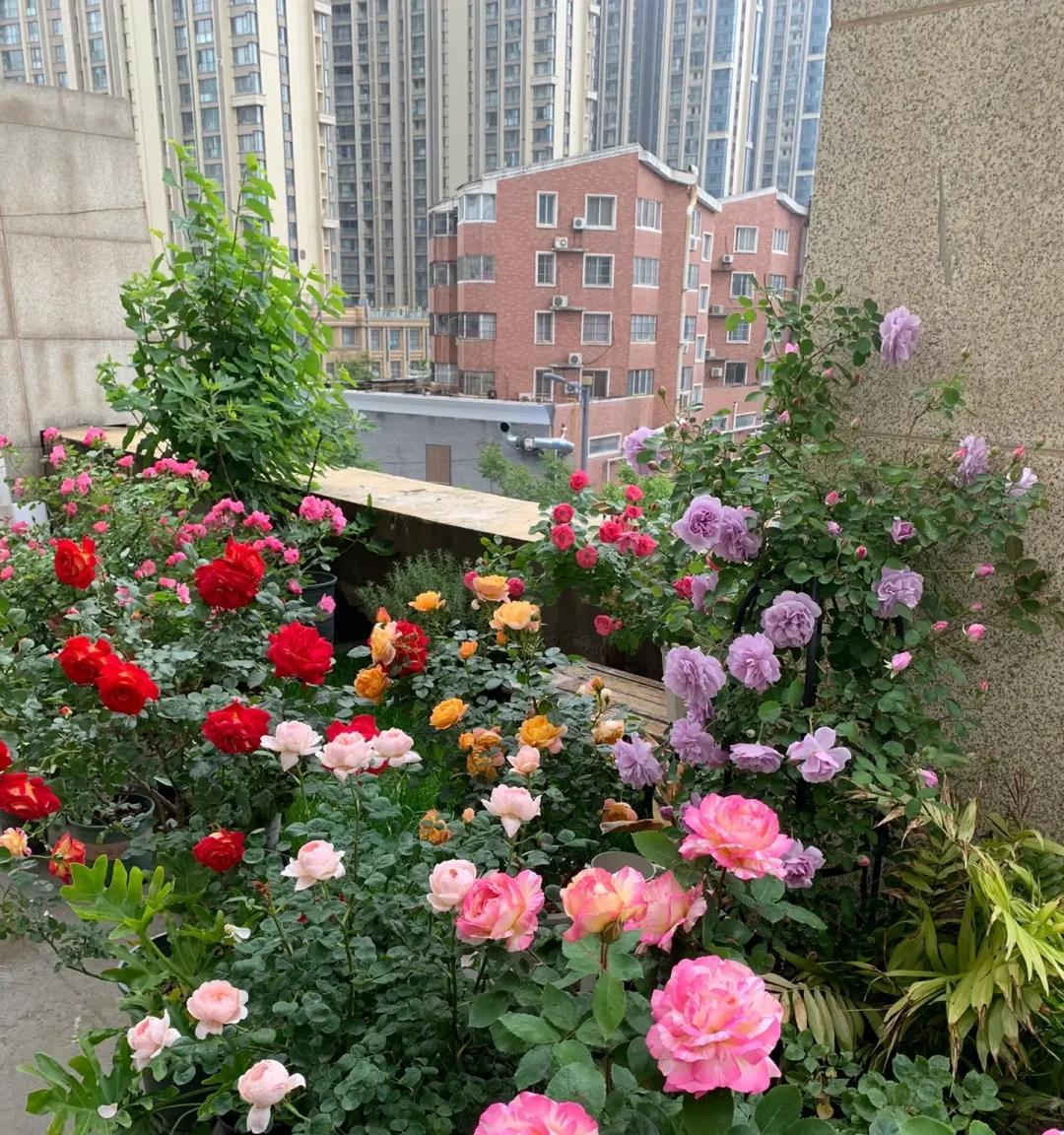 男子吐槽媳妇，“种花”病进入晚，咋冶？网友：治啥，加入就对了