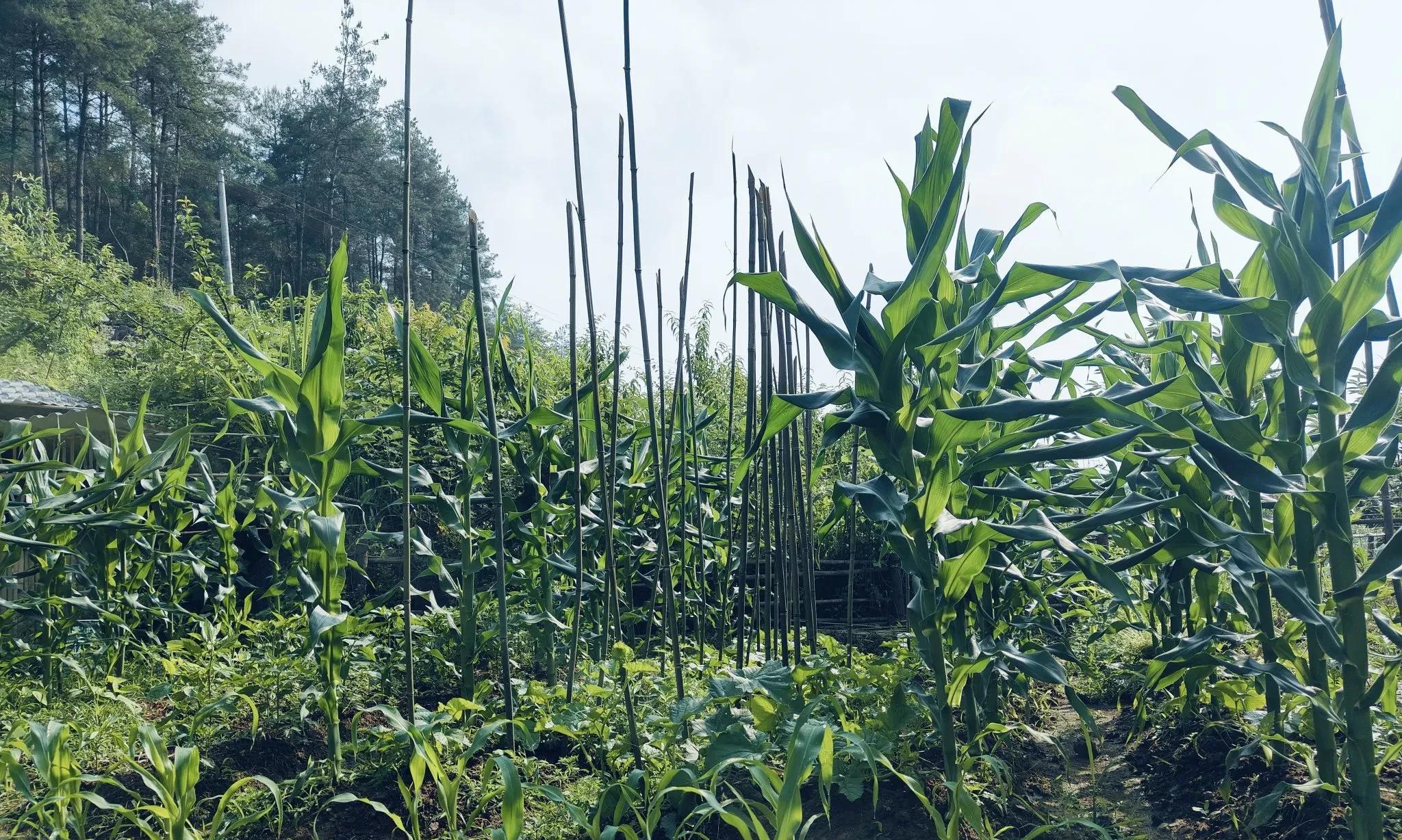 个人种菜，什么都想种，那是傻！注定只有苦累，没有快乐