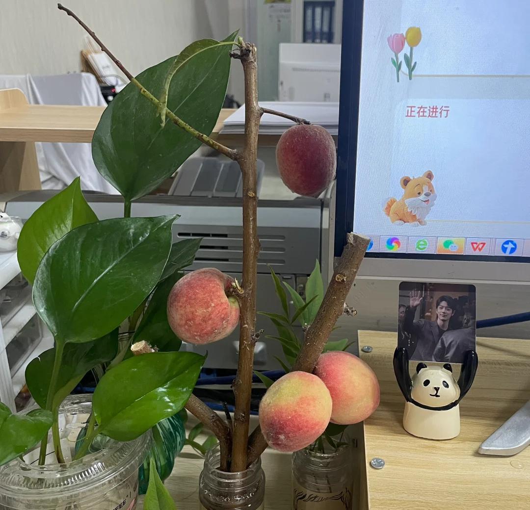 女子工位“养桃子鲜切枝”，竟十分的好看，网友：真的不是p的？