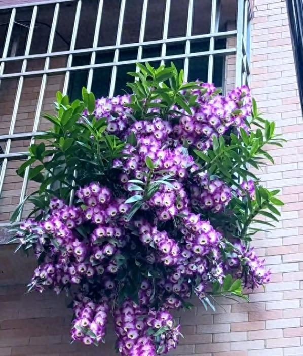 女子晒“邻居窗台上的兰花”，花开爆炸，网友：真假？不可思议啊