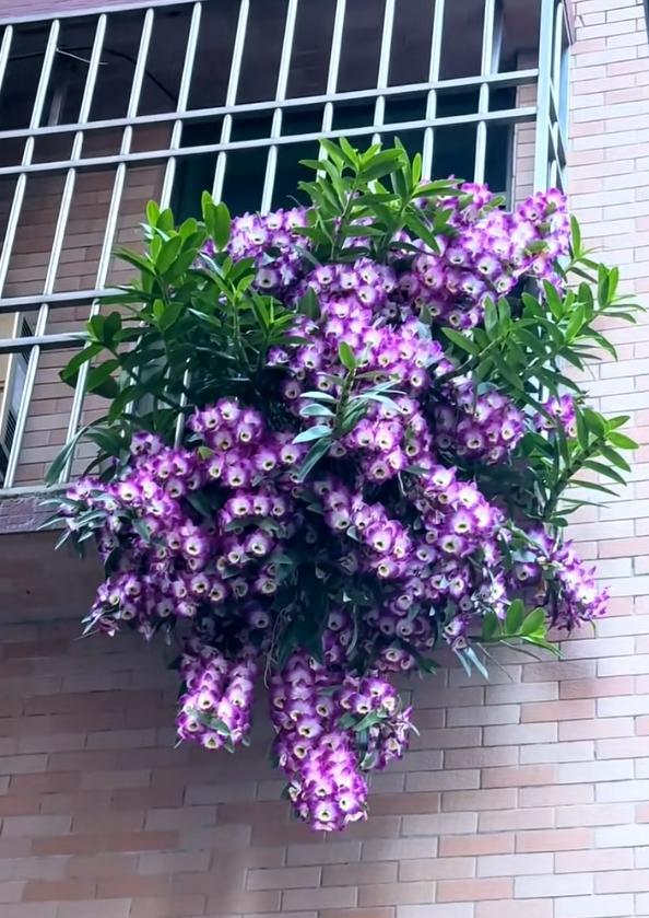 女子晒“邻居窗台上的兰花”，花开爆炸，网友：真假？不可思议啊