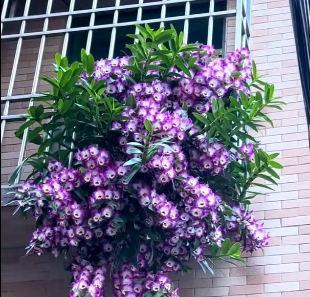 女子晒“邻居窗台上的兰花”，花开爆炸，网友：真假？不可思议啊