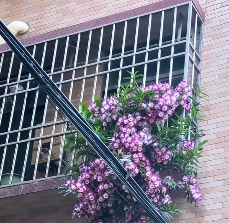 女子晒“邻居窗台上的兰花”，花开爆炸，网友：真假？不可思议啊
