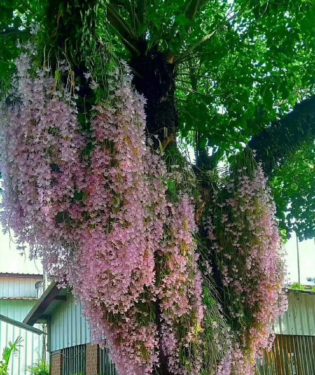 女子晒“邻居窗台上的兰花”，花开爆炸，网友：真假？不可思议啊
