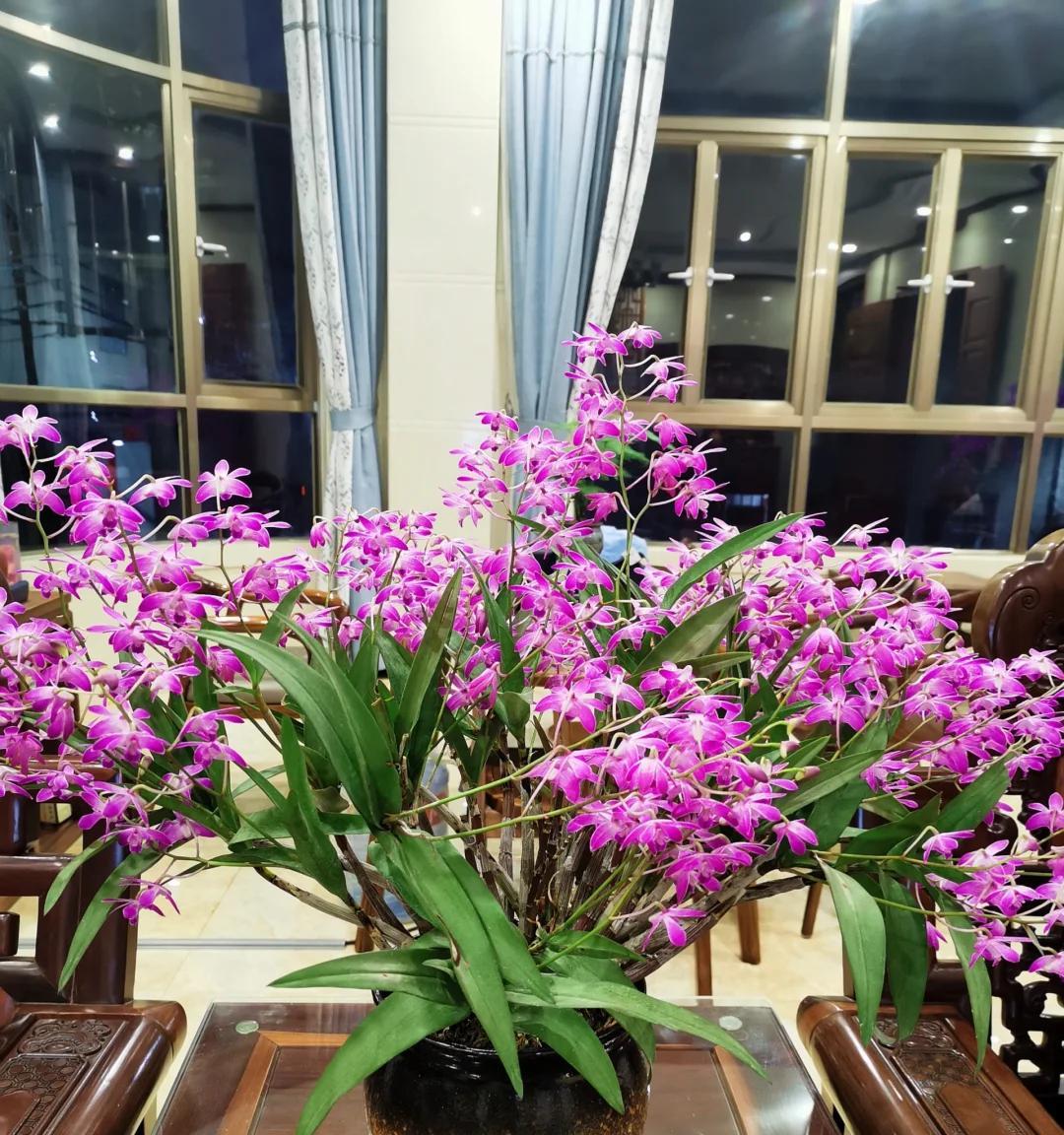 女子晒“邻居窗台上的兰花”，花开爆炸，网友：真假？不可思议啊