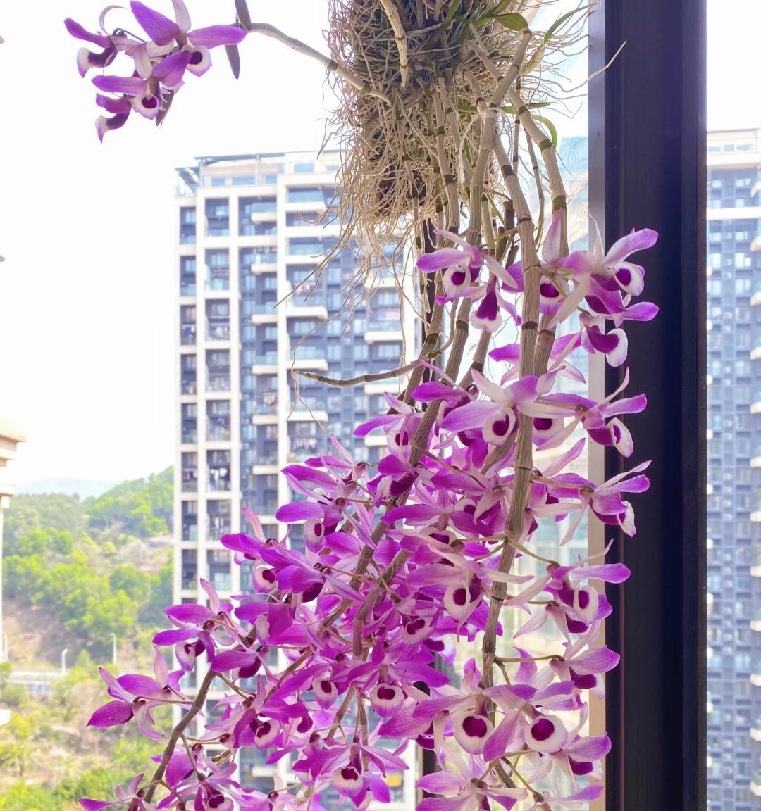 女子晒“邻居窗台上的兰花”，花开爆炸，网友：真假？不可思议啊