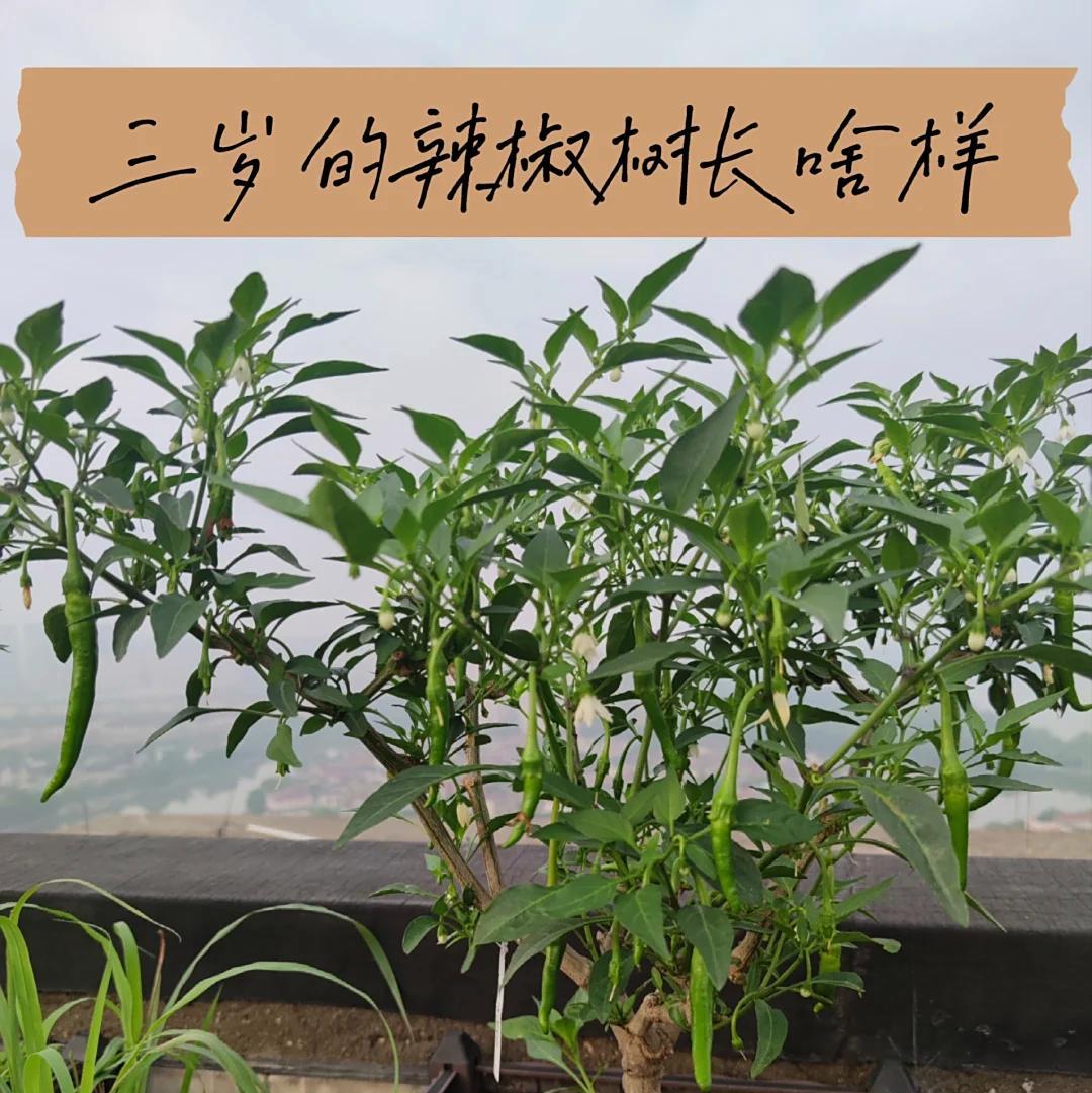 女子养了3年的辣椒“长成树”，种一次管三年，网友：辣椒成精了