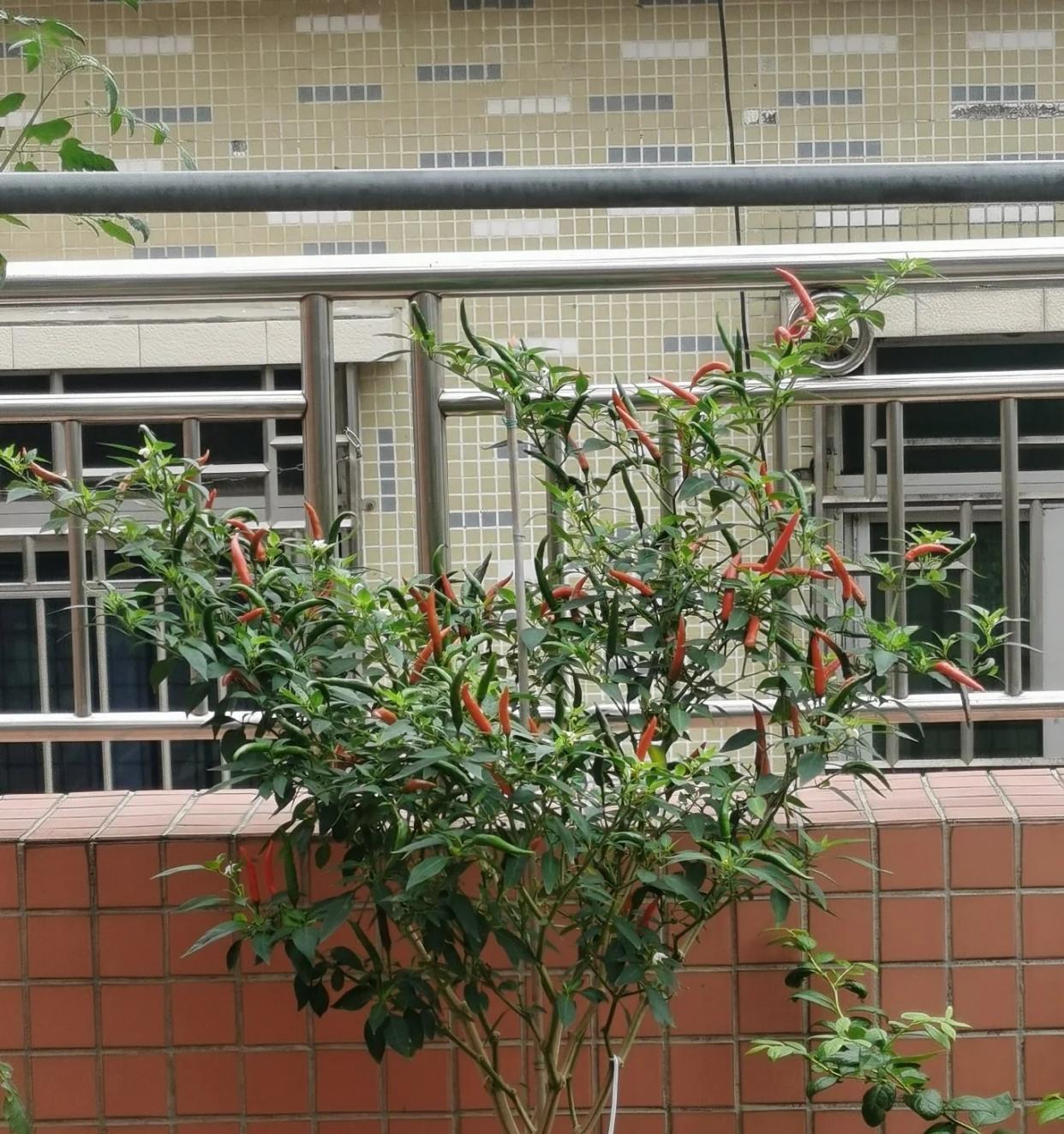女子养了3年的辣椒“长成树”，种一次管三年，网友：辣椒成精了