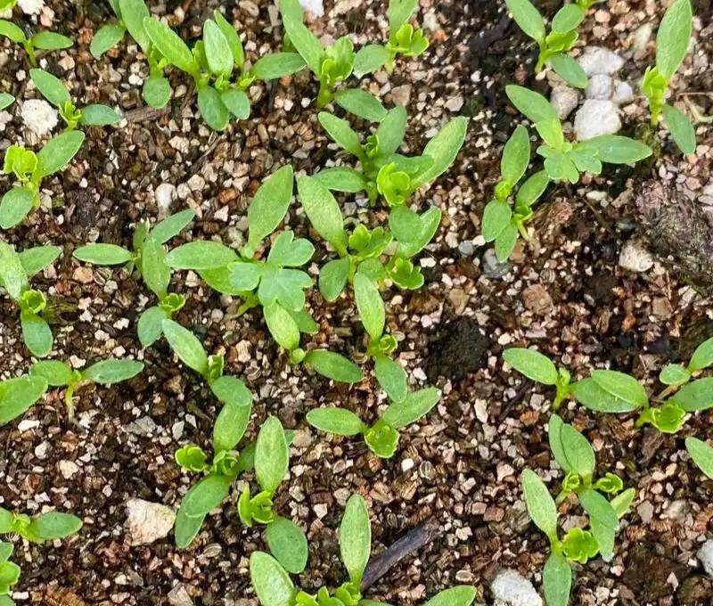 白露前后，千万别跟风种这3种蔬菜！90%人不听，种了不发芽出苗慢