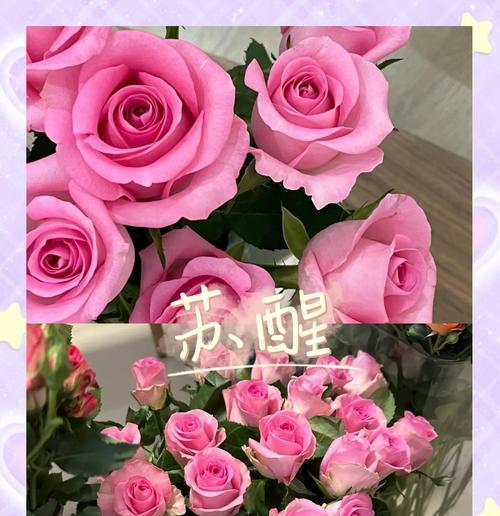 粉色玫瑰花的花语秘密（探索粉色玫瑰花所代表的情感和意义）