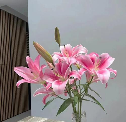 以菊花的花语为主题，心想事成的秘诀揭晓（菊花花语解读，助你实现心愿）