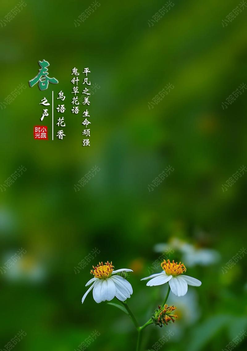 以菊花的花语为主题，心想事成的秘诀揭晓（菊花花语解读，助你实现心愿）