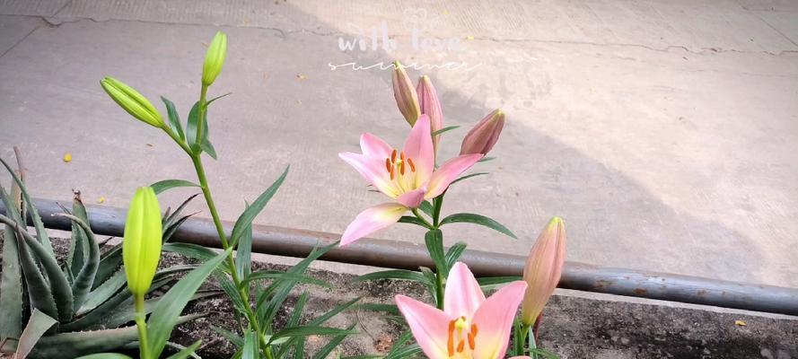 以菊花的花语为主题，心想事成的秘诀揭晓（菊花花语解读，助你实现心愿）