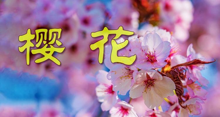 日本樱花的花语（探索日本樱花的花语，从春天的美丽到希望的象征）