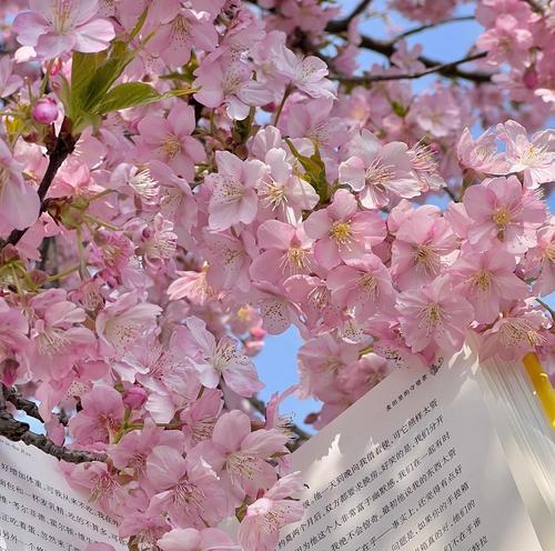 日本樱花的花语（探索日本樱花的花语，从春天的美丽到希望的象征）
