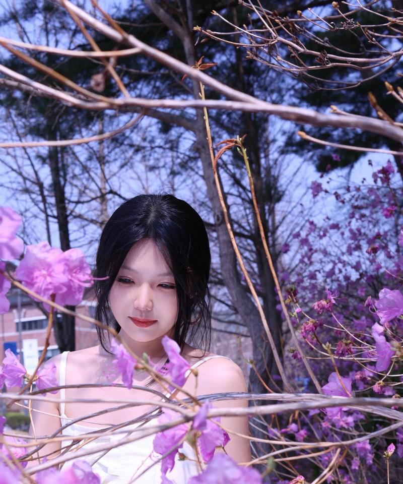 日本樱花的花语（探索日本樱花的花语，从春天的美丽到希望的象征）