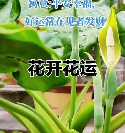 滴水观音开花的风水寓意（探讨滴水观音开花的好处与神秘力量）