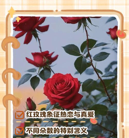 玫瑰花语之绽放的世界（探寻玫瑰花不同颜色的花语）