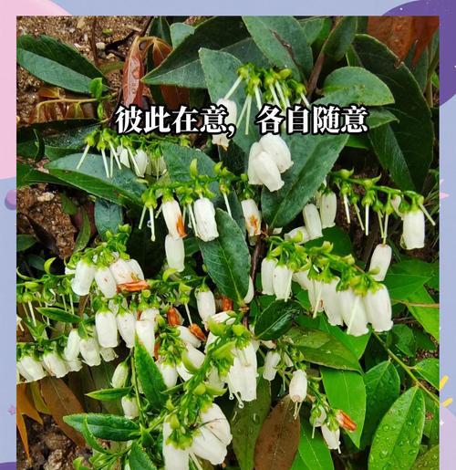 友谊之花（探索友谊的花海，寻找真挚情谊）